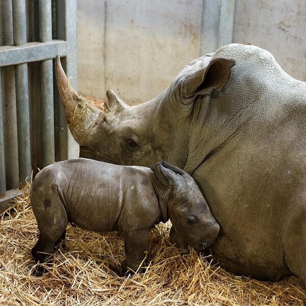 Welkom kleine witte zuidelijke neushoorn