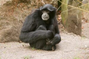 Nieuw siamang-koppel