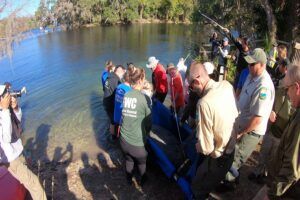 Vijf gerehabiliteerde Manatees keren terug naar de wateren van Florida