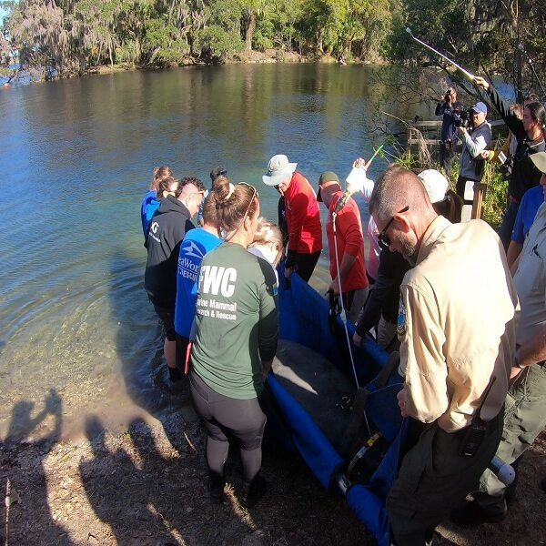 Vijf gerehabiliteerde Manatees keren terug naar de wateren van Florida