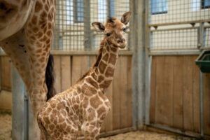 Giraffe geboren in Arnhems dierenpark