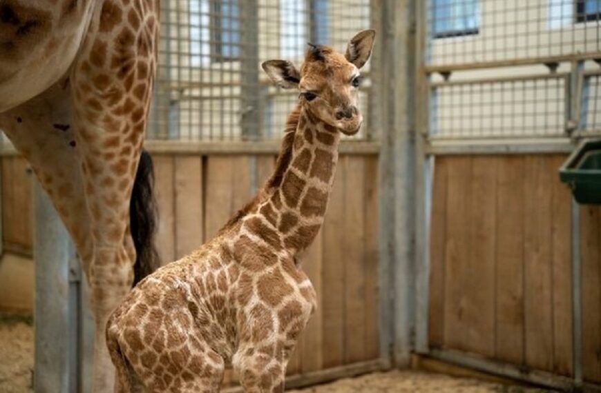 Giraffe geboren in Arnhems dierenpark
