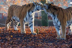 Pairi Daiza viert natuur(behoud) op Valentijn