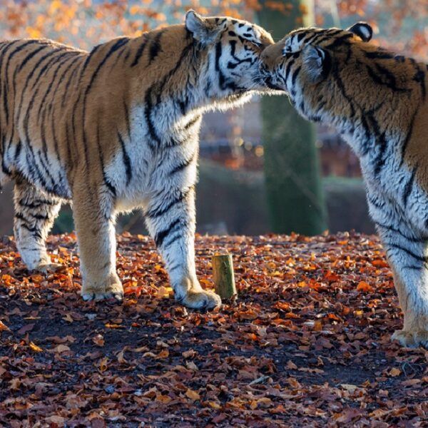 Pairi Daiza viert natuur(behoud) op Valentijn