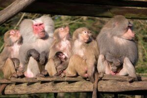 DierenPark Amersfoort rondt jaarlijkse dierentelling af