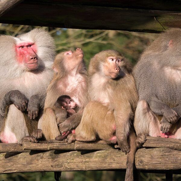 DierenPark Amersfoort rondt jaarlijkse dierentelling af