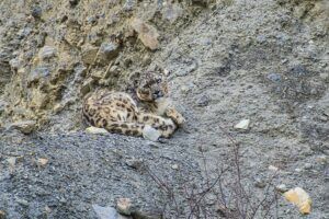 Zeldzame roofvogel behoeden voor uitsterven