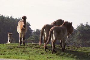 Przewalskipaard vertrokken