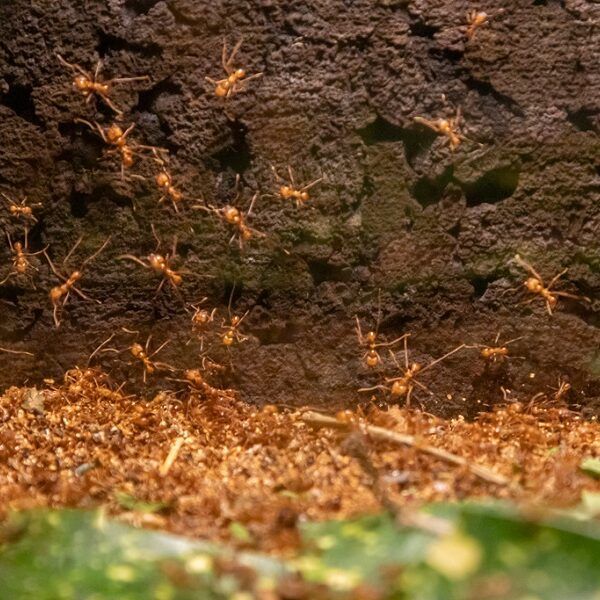Nieuwe mierenkolonie