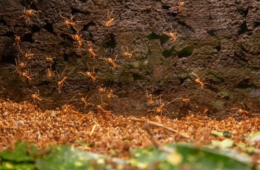 Nieuwe mierenkolonie