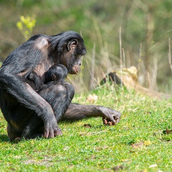 Bonobo geboren