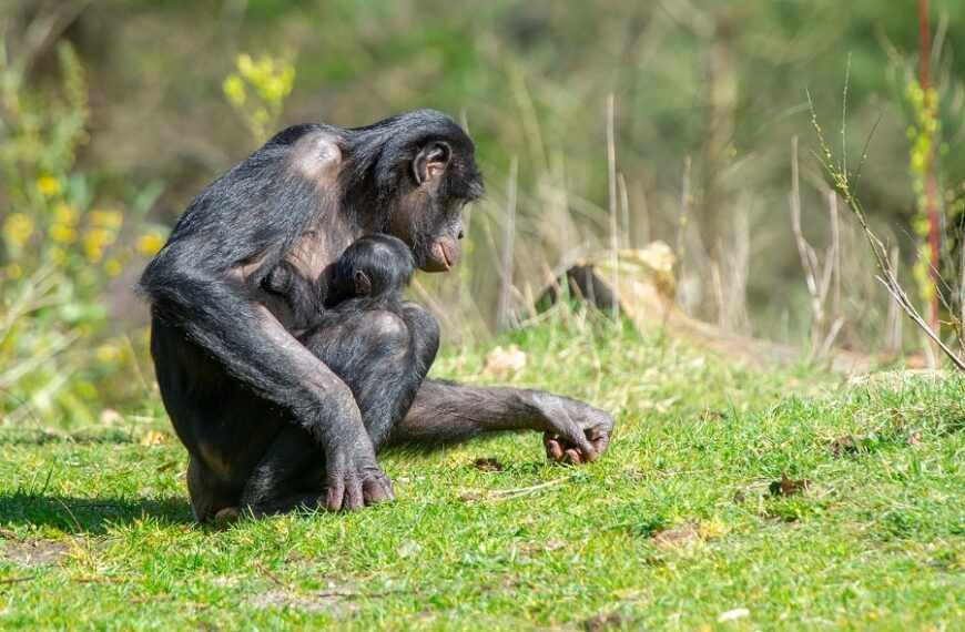 Bonobo geboren