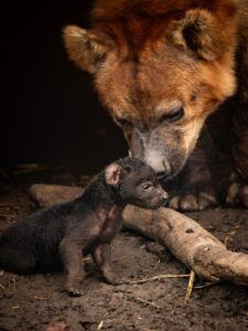 Hyenapup geboren