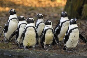 DierenPark Amersfoort tovert Pinksterweekend voor het eerst om tot Pinguïnweekend