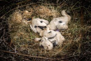 zoo Planckendael ringt zijn pasgeboren ooievaarskuikens