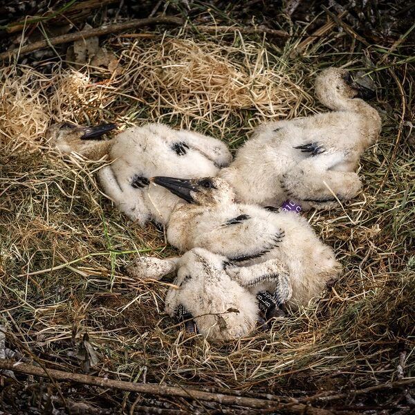 zoo Planckendael ringt zijn pasgeboren ooievaarskuikens