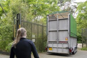 Drie Nederlandse dierenparken ruilen giraffen