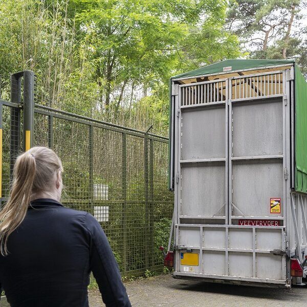 Drie Nederlandse dierenparken ruilen giraffen