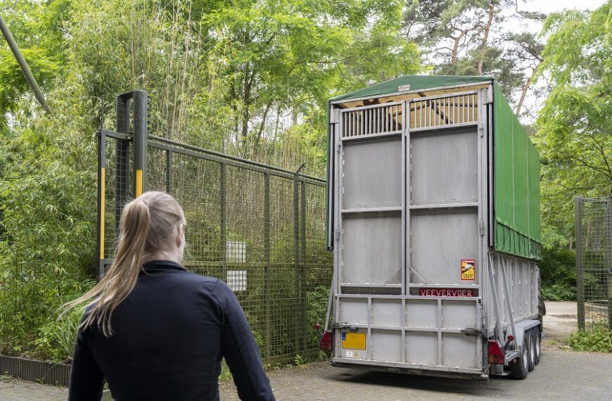 Drie Nederlandse dierenparken ruilen giraffen