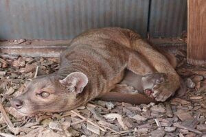 Twee fossa’s geboren