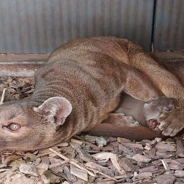 Twee fossa’s geboren