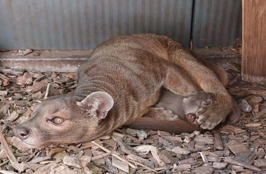 Twee fossa’s geboren