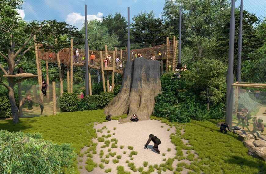Hoogtepunt bouw Chimpanseevallei in DierenPark Amersfoort bereikt
