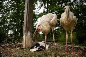 Vier bijzonder zeldzame zwartsnavelooievaars geboren