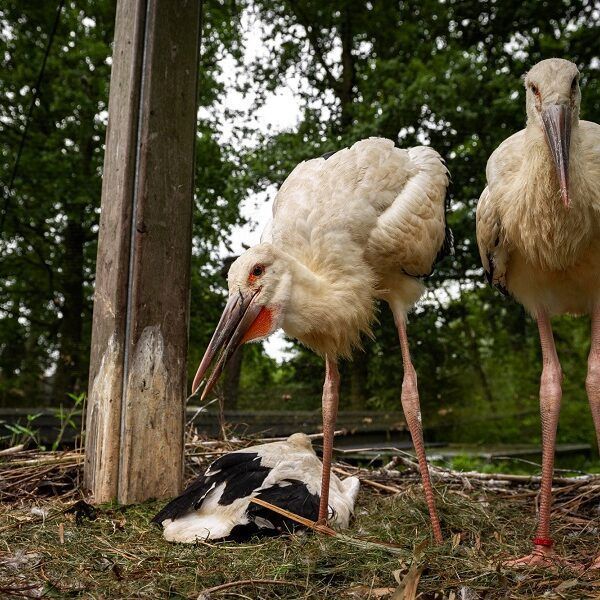 Vier bijzonder zeldzame zwartsnavelooievaars geboren