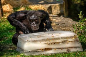 IJsjestijd in ZOO Antwerpen