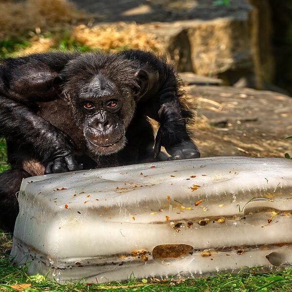 IJsjestijd in ZOO Antwerpen