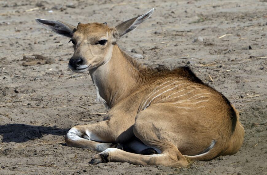 Safaripark Beekse Bergen verwelkomt Pater Davidshert en elandantilopen.