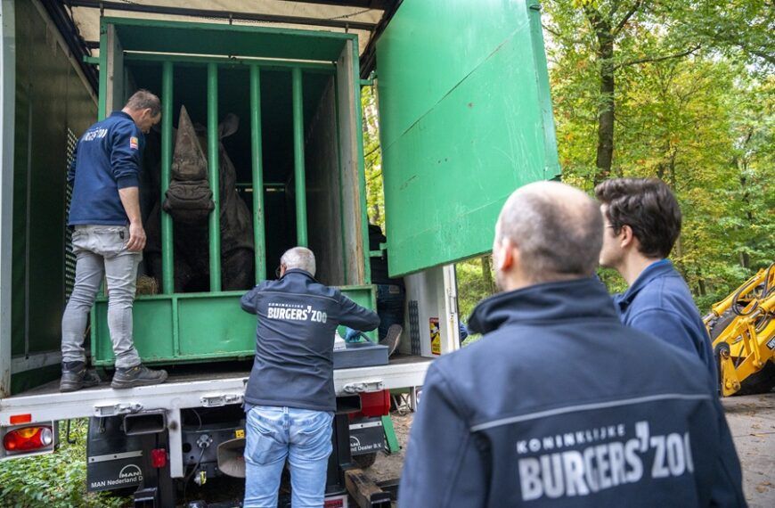 Daadkrachtige neushoorn verhuist naar België