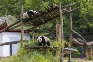 Drie van de vijf reuzenpanda’s in quarantaine