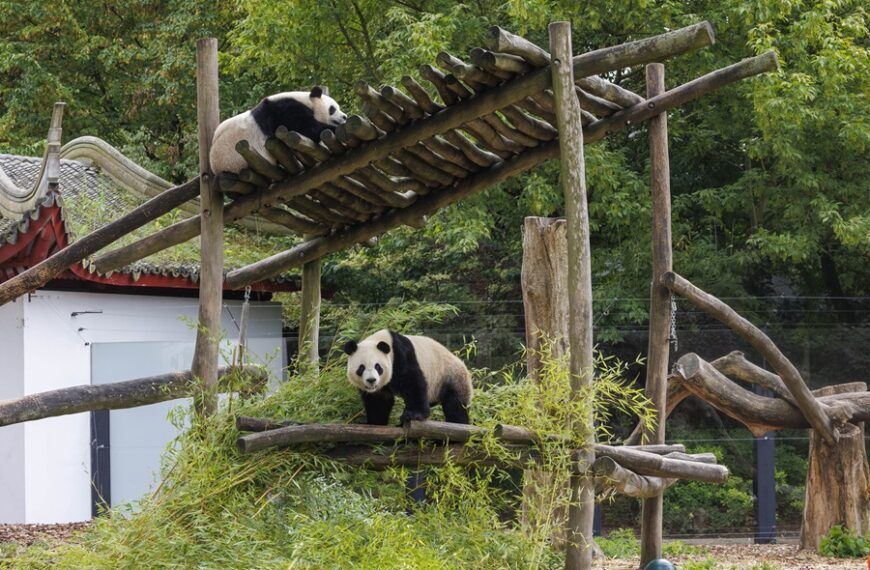 Drie van de vijf reuzenpanda’s in quarantaine