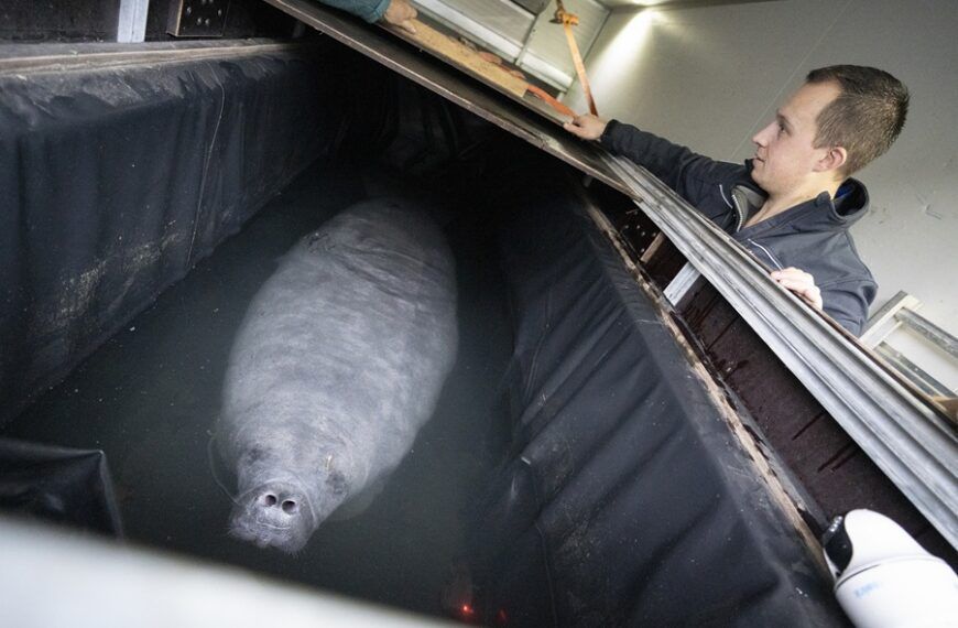 Arnhemse zeekoe verhuist naar Madrid